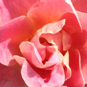 Интернет-Магазин Растений - Poзa Эдуар Гийо - розовая - Роза флорибунда  - роза без запаха - Доминик Массад - Удивительные нестройного вида бутоны превращаются в цветы с желтой серединкой и лососево-розовыми лепестками.